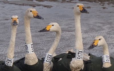 captured swans