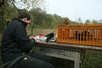 bird ringing table