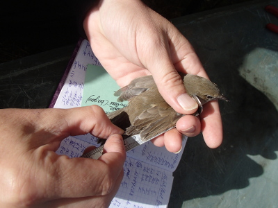 bird being measured