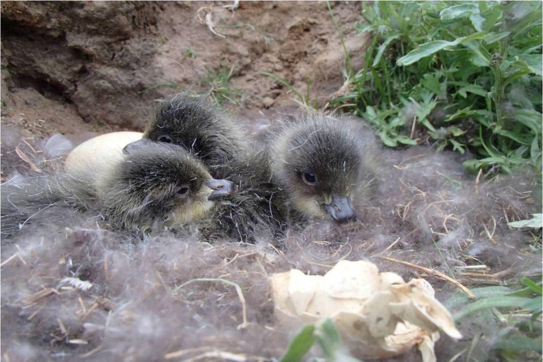 red-breasted geese chicks