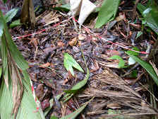 Leaf-litter ants were collected from 1m² quadrats