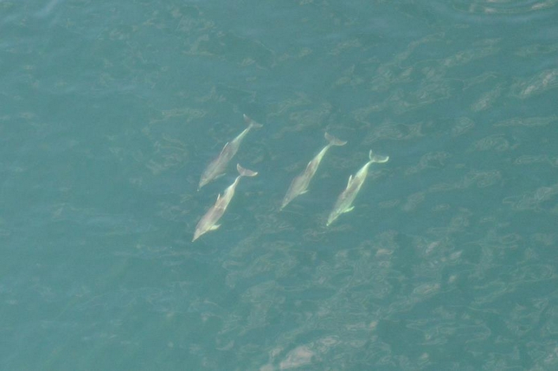 un groupe de grands dauphins